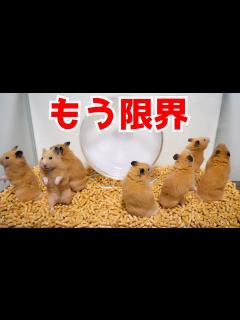 [x]もう辞めます - YouTube