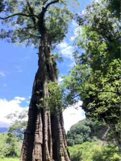 [x]神木篇_玉山腳下信義鄉神木村命名來源的樟樹神木老而彌堅！ – JALife