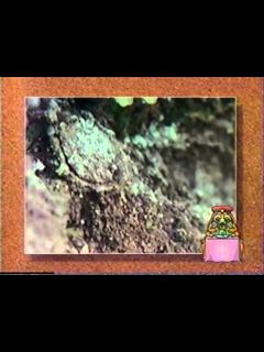 [x]キムラグモ - YouTube
