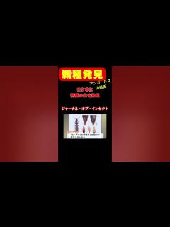 [x]アンガールズ山根さんロケ中に新種の昆虫を発見する 国際的学術誌も認定 #news #shorts - YouTube