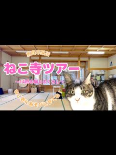 [x]ねこ寺！？！？〜14匹の猫との暮らし〜 "ねこ寺ツアー開催！！" by ノバフェス - YouTube