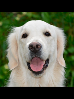 [x]Le Golden Retriever - Histoire, comportement, santé et éducation ...