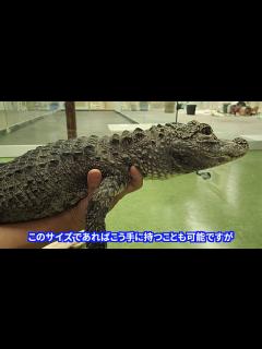 [x]ワニってどんな生き物？ About Alligator & Crocodile - YouTube