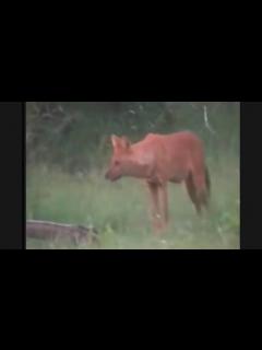 [x]動物の戦い、殺されそうな子供、親の愛で死守できるのか！衝撃映像！ - YouTube