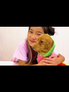 [x]みのちゃんはあたらしいペットを飼いたい！かわいどうぶつ達とあそぼう！＊教育 こたみのチャンネル - YouTube