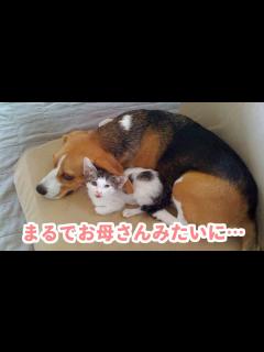 [x]お家にやってきた小さな保護猫を見守る、一匹のビーグル犬。優しく育まれる家族の絆♡ - YouTube