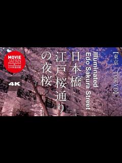 [x]東京 日本橋江戸桜通りの夜桜 4K Illuminated Edo Sakura Street - YouTube