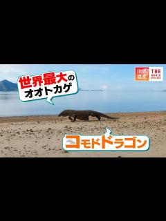[x]世界最大のオオトカゲ！最強のコモドドラゴンが住む島 - YouTube