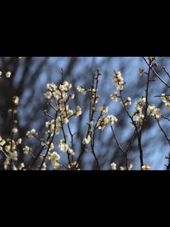 [x]「南高梅」の写真素材 | 1,320件の無料イラスト画像 | Adobe Stock