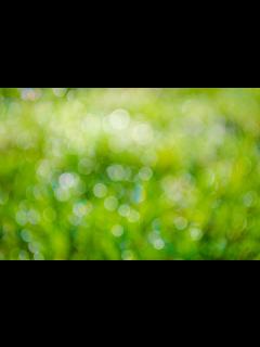 [x]無料の写真: 緑, 背景, 要約, 植物, 新鮮な, 空, ぼかし, ボケ, 牧草地 - Pixabayの無料画像 - 315275