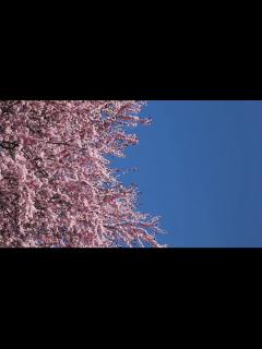 [x]さくら, フラワーズ, ローアングルビューの無料の動画素材