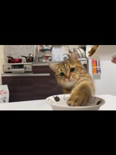 [x]猫が普段見ているであろう夢を再現してみたら… - YouTube