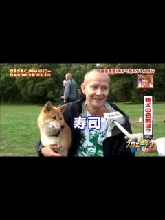 [x]海外での柴犬人気 - YouTube