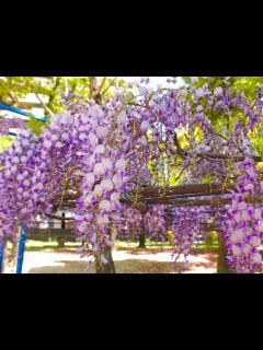 [x]藤の花 1 | 無料写真・フリー素材のダウンロードサイト「もある」