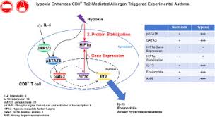 Hypoxia enhances CD8+ TC2 cell\u2013dependent airway ...